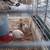 Button quail 2 thumbnail