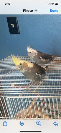 COCADETES HERMOSOS (DESMOINES, IOWA)63670841050753122
