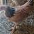 Bantam Belgium Quail Hen 1 thumbnail