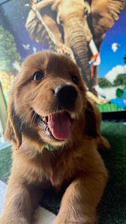 Pup 1