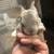 Mini Rex Rabbits 4 thumbnail