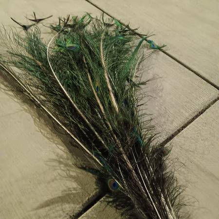 Beautiful feathers 1