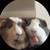 Two Sweet Guinea Pigs 1 thumbnail