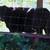 3/4 Angus 1/4 Jersey Heifer 3 thumbnail