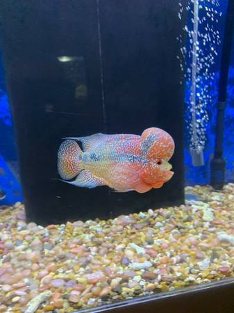 Flowerhorn 1