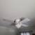 Ceiling Fan 3 thumbnail