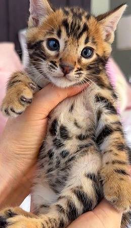 Bengal cAT Charming (470) 5zero2-4293 1