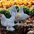 Belgian D'uccle Hatching Eggs Lavender Black Mottled Porcelain Golden Neck Mille 7 thumbnail
