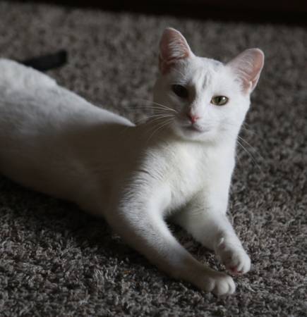 $50 rehoming- beautiful cat! Please we really need help!63920763465347120