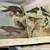 A Natural History of American Birds of Eastern & Central North America 5 thumbnail