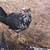 Spotted Houdan Rooster 1 thumbnail