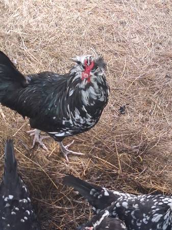 Spotted Houdan Rooster 1