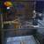 Sun Conure bird 3 thumbnail