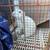 Bunnies 1 thumbnail