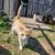 Cats 3 thumbnail