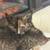 Kittens 2 thumbnail