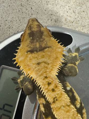Gecko crestado arlequín - $150 (Nueva Orleans)63469934961025122