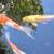 KOI 3 thumbnail