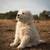 great pyrenese 2 thumbnail