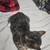 Female Kitten 2 thumbnail