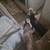 Rehoming 3 puppies no fee 3 thumbnail