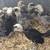 Polish chicks 1 thumbnail