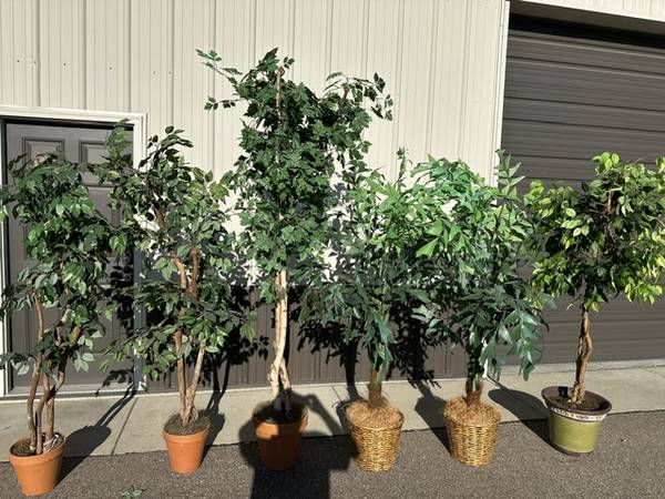 SILK TREES 1