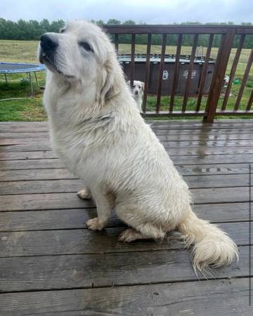 Purebred female Great Pyrenees (Flat Rock)63671518777603120