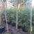 Bamboo, clumping 3 thumbnail