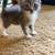 Two Gray Kittens needing a forever home 5 thumbnail