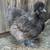 Silkie hens 17 thumbnail