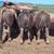 Aubrac Bulls 3 thumbnail