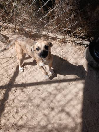 Italian Greyhound/ Chihuahua (Johnston County, NC)64178876001282120