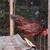 Rhode island red rooster 1 thumbnail