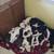 Puppies 12 thumbnail