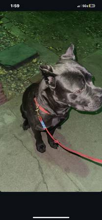 ¡¡¡¡UN CACHORRO DE CANE CORSO DE 11 MESES DEBE IRSE LO ANTES POSIBLE!!!! (Sacramento)63848769516419120