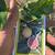 Orange trees 14 thumbnail