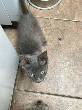 Kitten (Phoenix)63967288705922122