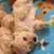 Toy Poodle 1 thumbnail