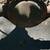 1968-1972 Cevy Chevelle rear axle 4 thumbnail