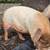 Kunekune piglets 20 thumbnail