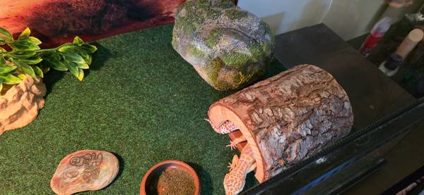 Gecko leopardo busca nuevo hogar (Carnegie, PA)63624406735361124