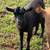 Nigerian Dwarf Does 5 thumbnail