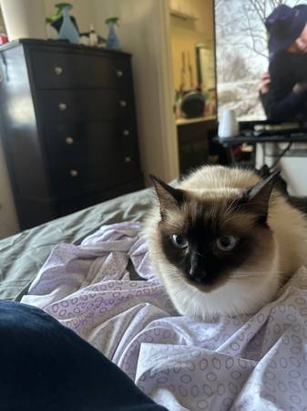 Gorgeous Siamese Cat Looking for Forever Home 1