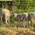 9 young ewe hair sheep katadin 2 thumbnail
