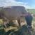 A2/A2 Jersey Cow in Milk 3 thumbnail