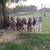 Boer Bucks 2 thumbnail