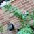 Rose of Sharon Hibiscus Live Shrub Azurri Blue Satin 3 ft Starter tree 2 thumbnail