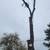 Tree services tree work 🌳 tree climber insured 🏡 5 thumbnail