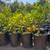 Lemon Trees Lime Orange Mandarin Tangerine Trees 5gallons fruiting age 7 thumbnail